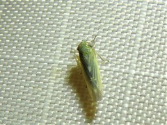 Macrosteles quadrilineatus