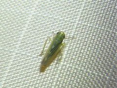 Macrosteles quadrilineatus