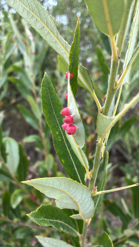 Willow Apple Gall Sawfly