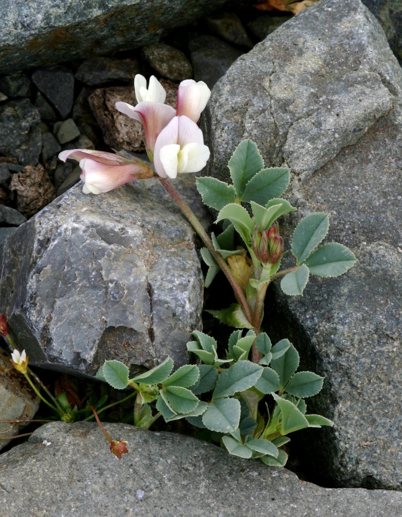 excellent clover