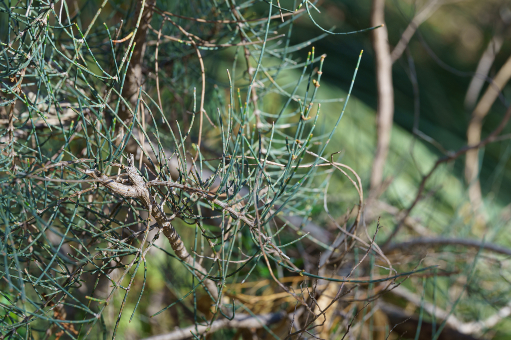 Allocasuarina muelleriana; photograph (c) Kym Nicolson, some rights reserved (CC BY)