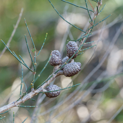 (c) Kym Nicolson, some rights reserved (CC BY) Allocasuarina muelleriana, photograph (c) Kym Nicolson, some rights reserved (CC BY)