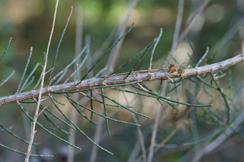 Allocasuarina muelleriana, photograph 4