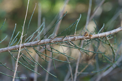 (c) Kym Nicolson, some rights reserved (CC BY) Allocasuarina muelleriana, photograph (c) Kym Nicolson, some rights reserved (CC BY)