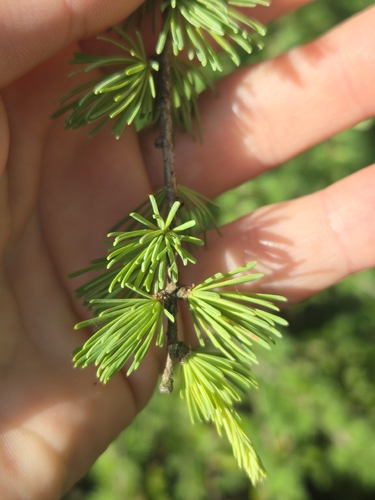 Tamarack (Larix laricina)