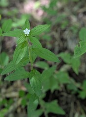 Lithospermum erythrorhizon, photograph (c) Repina Tatyana, some rights reserved (CC BY)
