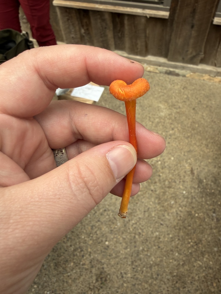 Goblet Waxcap