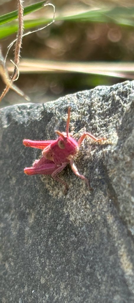 Common field grasshopper (Chorthippus brunneus)