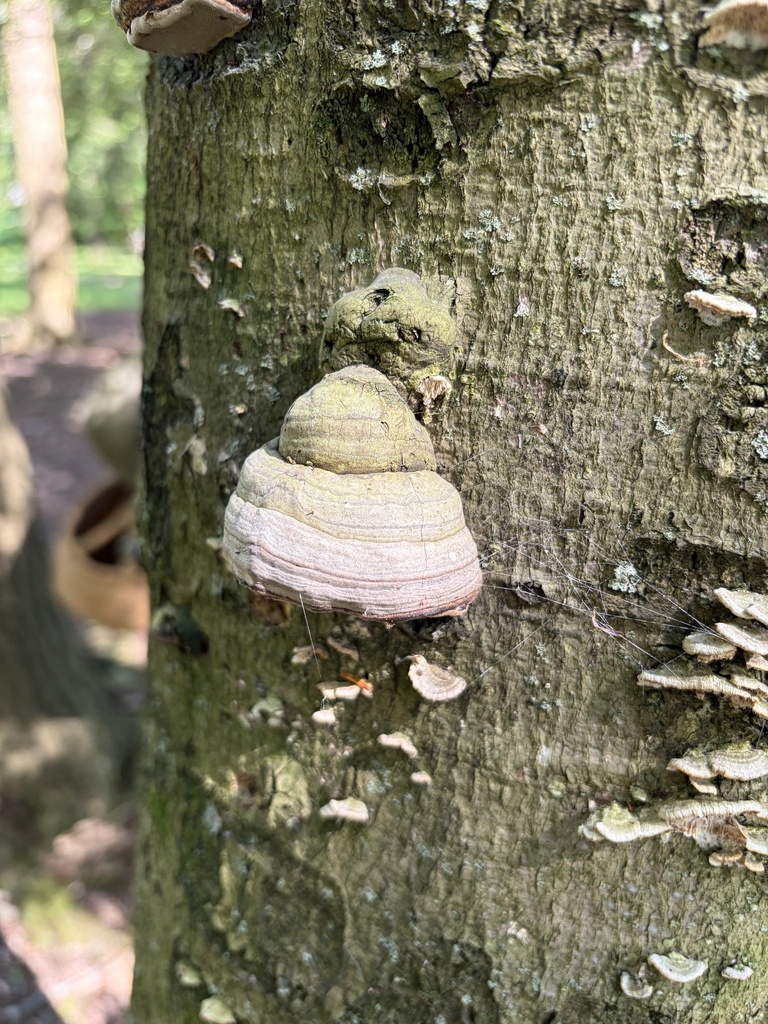 Tinder Polypore · June 2026 · photo: Photo: (c) Julie Travaglini, some rights reserved (CC BY) · iNaturalist