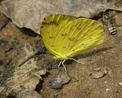 Eurema hecabe hecabe