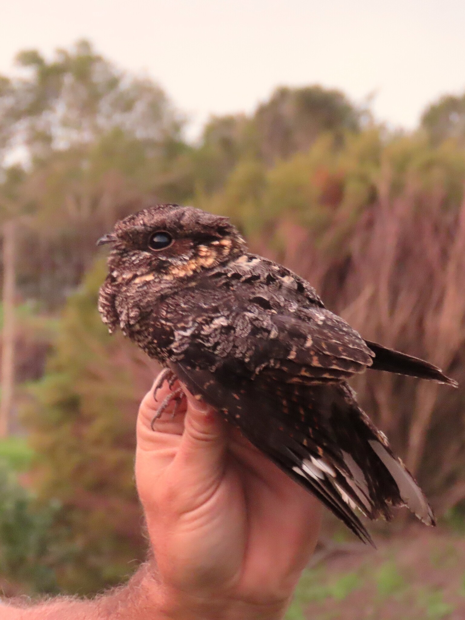 Fiery-necked Nightjar (Caprimulgus pectoralis), photo 2