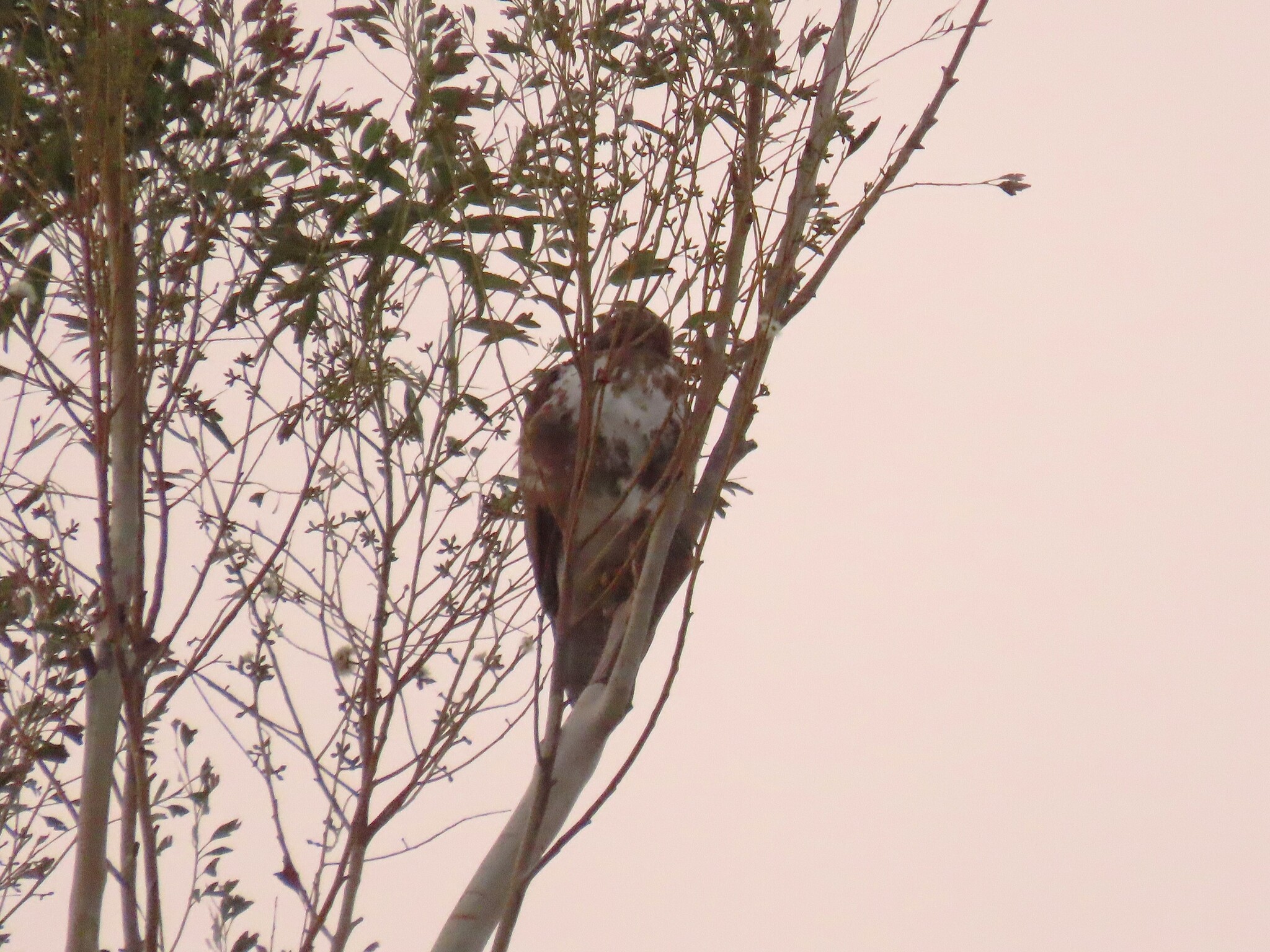 Forest Buzzard (Buteo trizonatus), photo 9
