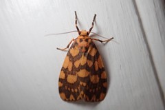 Miltochrista quadrilineata