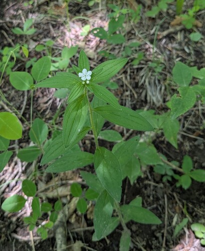 Lithospermum erythrorhizon