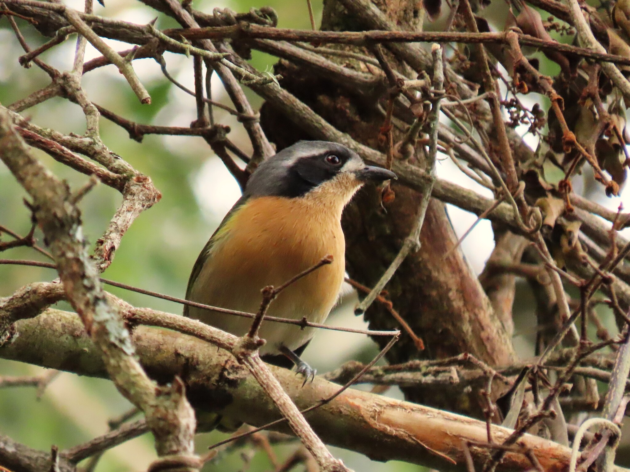 Olive Bushshrike (Chlorophoneus olivaceus), photo 6