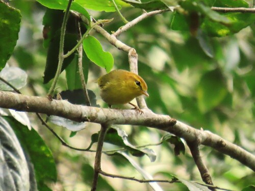 Yellow-throated Woodland Warbler (Phylloscopus ruficapilla), photo 6