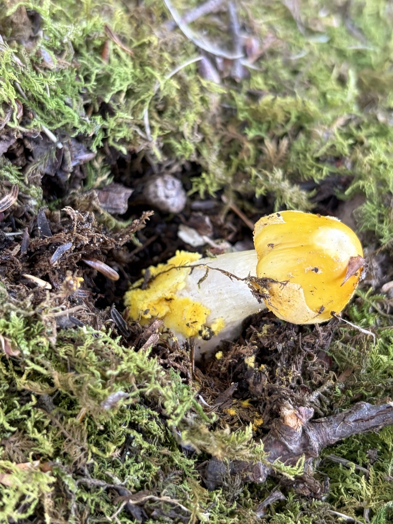 Yellow Patches · June 2026 · photo: Photo: (c) Julie Travaglini, some rights reserved (CC BY) · iNaturalist