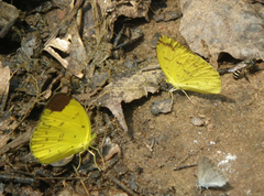 Eurema hecabe hecabe