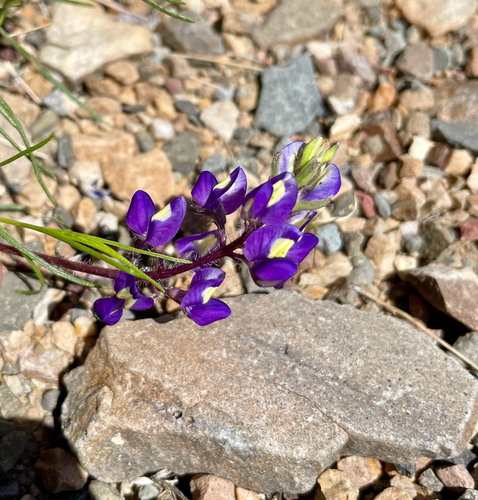 Lupinus flavoculatus, 2026-05-24