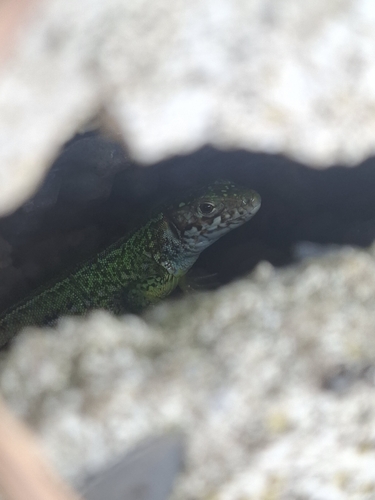 Green Lizard