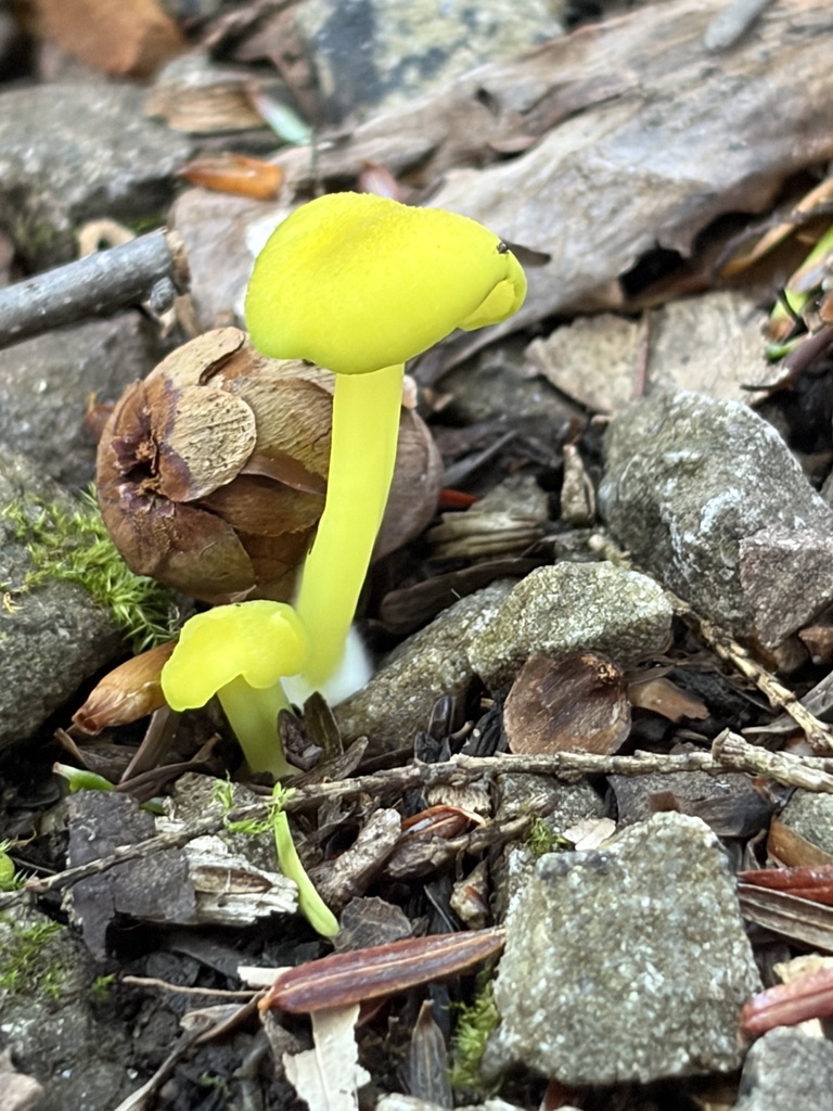 Mouse-pee Pinkgill · June 2026 · photo: Photo: (c) Julie Travaglini, some rights reserved (CC BY) · iNaturalist