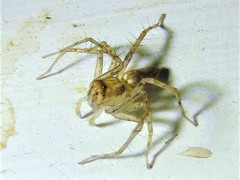 Oxyopes acleistus