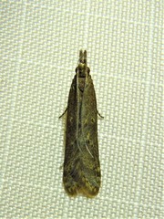 Dichomeris ligulella