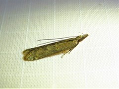 Dichomeris ligulella