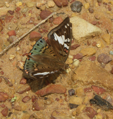 Euthalia malaccana