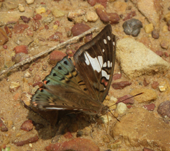 Euthalia malaccana