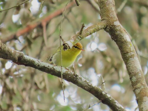 Yellow-throated Woodland Warbler (Phylloscopus ruficapilla), photo 4