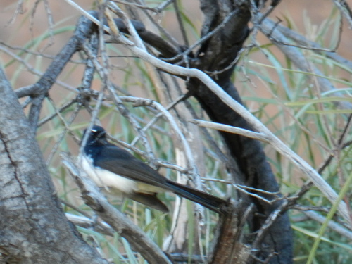 Rhipidura leucophrys