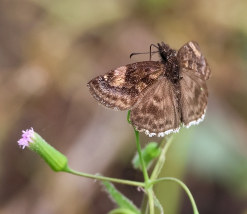 Impostor Duskywing