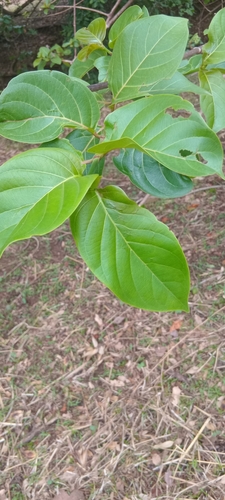 African peach