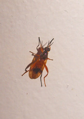 Benhamyia apicalis