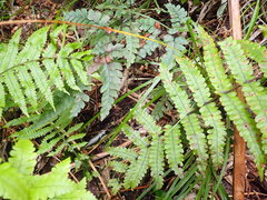 Adiantum cunninghamii