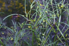 Dicranocarpus parviflorus