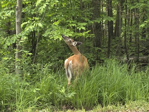 White-tailed Deer