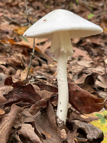 Amanita bisporigera — Eastern Destroying Angel