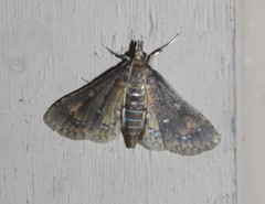Niphograpta albiguttalis