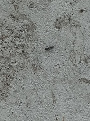 Camponotus