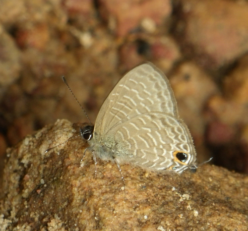 Nacaduba berenice