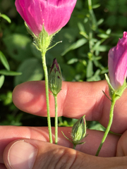 Callirhoe papaver