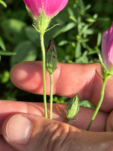 Callirhoe papaver, photograph 2
