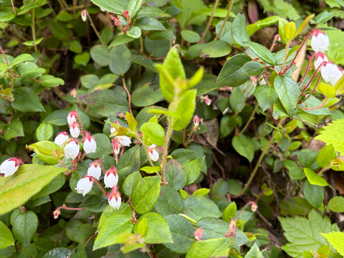 Gaultheria adenothrix observed 2026-06-13