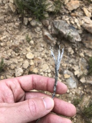 Calochortus fimbriatus