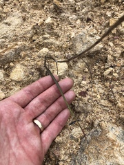 Calochortus fimbriatus