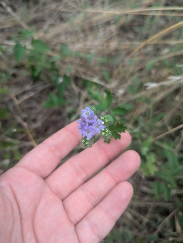 Phacelia congesta, photograph 4