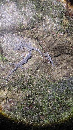 Cyrtodactylus marmoratus observed 2026-06-13