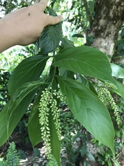 Citharexylum donnell-smithii